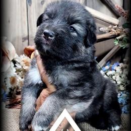 Moxie - Black and tan female German Shepherd puppy in Sequim, Washington from German Shepherd Haus