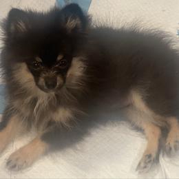 Nala - Black and tan female Pomeranian puppy in Brentwood, California from Royalpawpoms