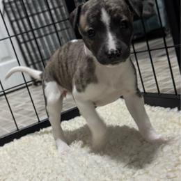 Girl 3 - White and fawn brindle female Whippet puppy in Winter Garden, Florida from Infinity Whippets