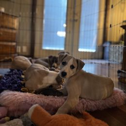 Whippet Puppies from Longlesson kennels