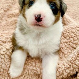 Miniature American Shepherd Puppies from Greenwood Acres Kennel