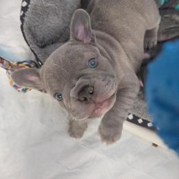 Big Boy - Blue male French Bulldog puppy in Sarasota, Florida from Kaitlyn Slone