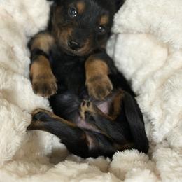 Dachshund Puppies from Southern Bloom Dachshunds