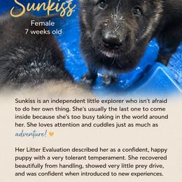 Sunkiss - Black and silver female Shiloh Shepherd puppy in Bartlett, Tennessee from The Mighty Quinn Shilohs