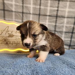 Pickles DM CLEAR - Sable female Pembroke Welsh Corgi puppy in Idaho from Arrowleaf Corgis