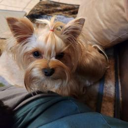 Clover - Yorkshire Terrier