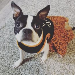 Boston Terriers from Love on Four Paws