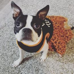 Boston Terriers from Love on Four Paws