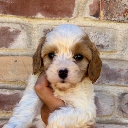 Liberty - Blenheim female Cavapoo puppy in Redding, California from Lipscomb Doodles