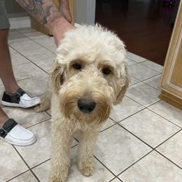ALICE - Goldendoodle