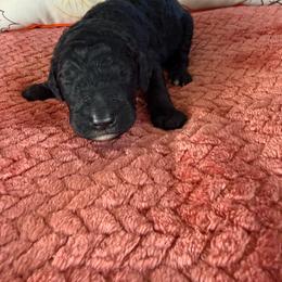 Damon - Black male Goldendoodle puppy in Petersburg, West Virginia from Wv Diva Doodles