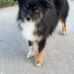 Trev - Toy Australian Shepherd