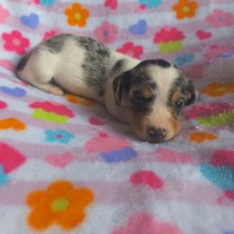 Speck - Dapple male Dachshund puppy in Opelika, Alabama from Dachshund Darlins