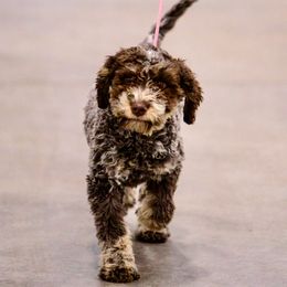 LC - Lagotto Romagnolo