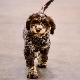 LC - Lagotto Romagnolo