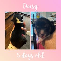 Daisy - Black and tan female Pembroke Welsh Corgi puppy in Dickinson, Texas from Careaga Farms