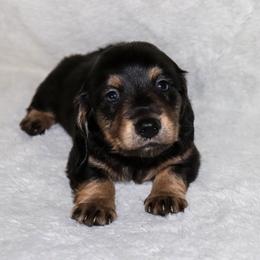 Ollie 2000 - Black and tan male Dachshund puppy in Coldwater, Mississippi from Mississippi Shorties Miniature Dachshunds