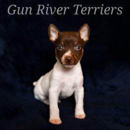 Chocolate boy - White, chocolate and tan male Rat Terrier puppy in Allegan, Michigan from Gun River Terriers