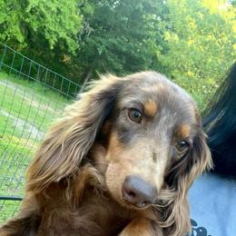 Benji - Dapple male Dachshund puppy in Grant, Oklahoma from Weenie World