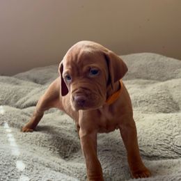 Orange - Golden rust male Vizsla puppy in Maineville, Ohio from Izabella Vizslas