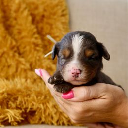 Key Lime - female Australian Mountain Doodle puppy in Murray, Utah from Sun Valley Doodles