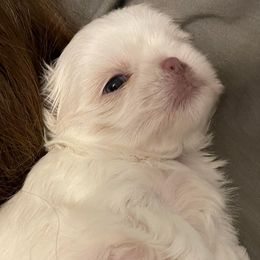 Shih Tzu Puppies from Shih Tzu Gems 💎