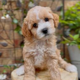 Dream - Apricot female Cavapoo puppy in Arlington, Texas from Van Haselen Poodles and Doodles