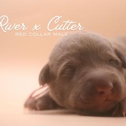Red Boy - Chocolate male Labrador Retriever puppy in Capron, Virginia from Triple Creek Kennel