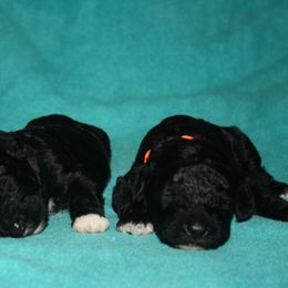 Portuguese Water Dog Puppies from Bela Vida PWDs