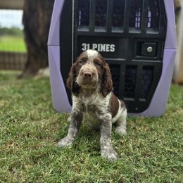 Boykin Spaniel and English Springer Spaniel Puppies from 31 Pines Springers & Retrievers