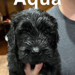 Girl 4 - Giant Schnauzer puppy in Skiatook, Oklahoma from Oklahoma Giants