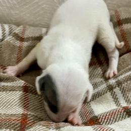Trinity - White and blue brindle male Whippet puppy in Harlingen, Texas from Sincity Dogs Hobby Kennel