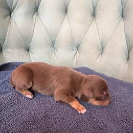 Girl 4 - Red tri-color female Australian Shepherd puppy in Bison, South Dakota from South Dakota Creekside Australian Shepherds