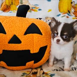 AKC Bella In Maine 3800.00 - Chocolate and white female Chihuahua puppy in Newport, Maine from Pinewood Acres Chihuahuas