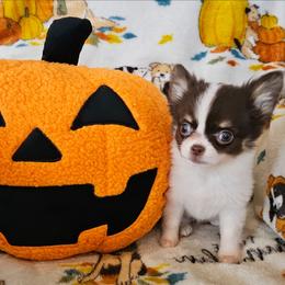 AKC Bella In Maine 3800.00 - Chocolate and white female Chihuahua puppy in Newport, Maine from Pinewood Acres Chihuahuas