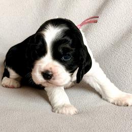 Athena - Sable and white female Cocker Spaniel puppy in Lily, Wisconsin from Sylvan Acres Spaniels