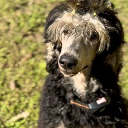 Goldendoodles and Poodles from Poodles & Doodles by Design