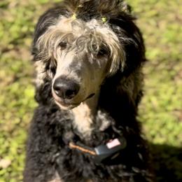 Goldendoodles and Poodles from Poodles & Doodles by Design