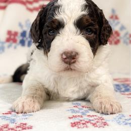 Juneau - female Australian Mountain Doodle puppy in Temecula, California from Country Hills Doodles