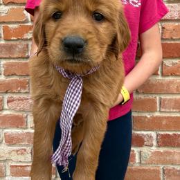 Monopoly Litter - Thimble (Girl- price in desc) - Dark golden female Golden Retriever puppy in Argyle, Texas from Skarlotte Goldens, LLC