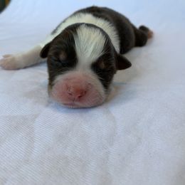 Chai - Australian Shepherd puppy in St. Augustine, Florida from Ancient City Aussies