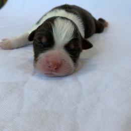 Chai - Australian Shepherd puppy in St. Augustine, Florida from Ancient City Aussies