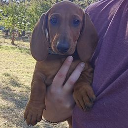 Blue Girl - Red female Dachshund puppy in Boyd, Texas from Rachel's Dachshunds