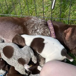 German Shorthaired Pointers and Goldendoodles from Grace Lynn Kennels