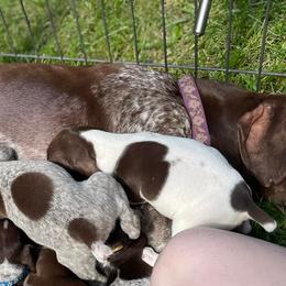 German Shorthaired Pointers and Goldendoodles from Grace Lynn Kennels