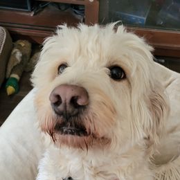 Alice - Goldendoodle