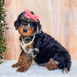 Luna - Merle female Bernedoodle puppy in Gaylord, Michigan from Dog Mom Co. Doodles