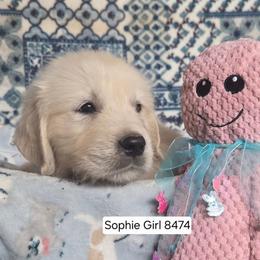 Sophie Girl 2 - Light golden female Golden Retriever puppy in Niles, Michigan from Composer Goldens