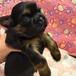 Amber Jewel - Black and tan female Shih Tzu puppy in Brevard, North Carolina from House of Little Lions