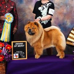 Barkley - Chow Chow